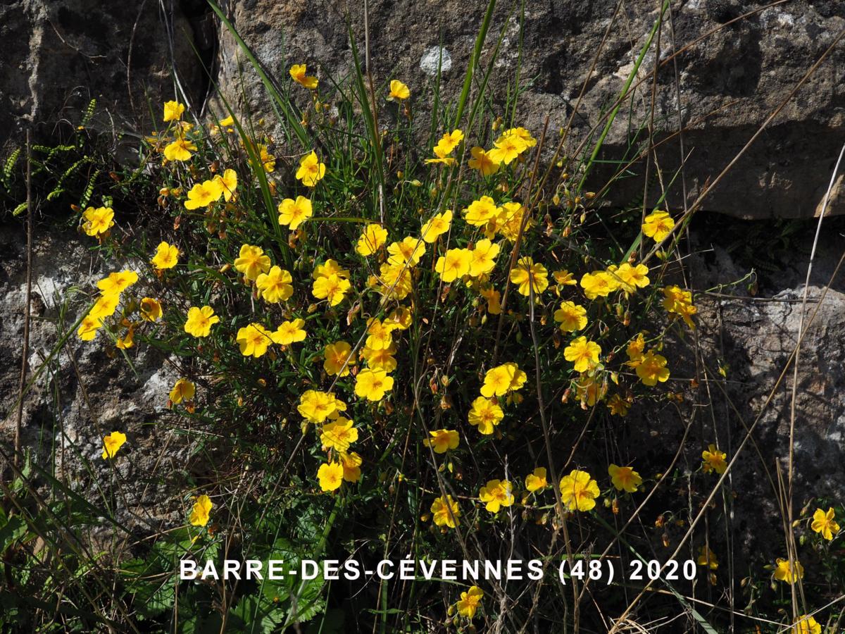 Rock-Rose, Common plant